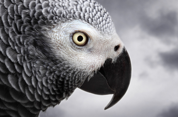 African Grey Parrot isolated on white - Φωτογραφία, εικόνα