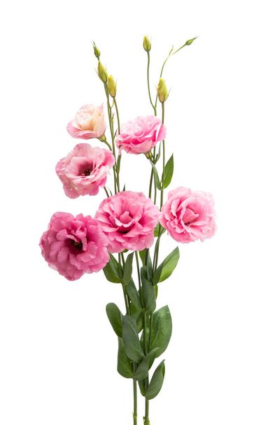 krásná eustoma květiny izolované na bílém pozadí - Fotografie, Obrázek