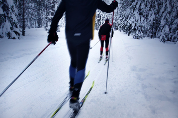 Skieur dans une forêt d'hiver
 - Photo, image