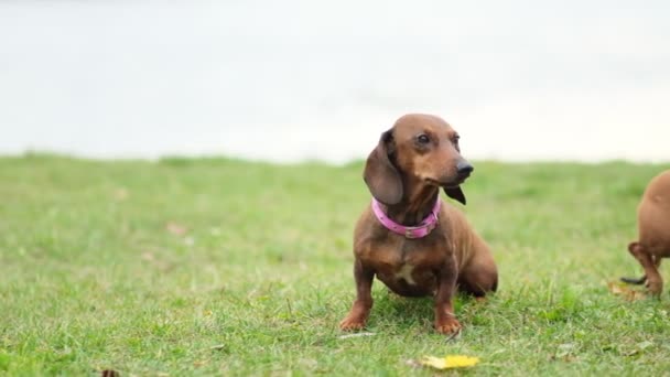 training a a dog on the lawn. little dachshund executes owner commands. the dog handler teaches the dog tricks. slow motion - Footage, Video