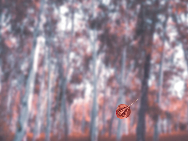 Rosso piccolo congedo che cade a terra. Immagine sfocata della foresta misteriosa autunnale con foglie rosse che cadono dall'albero, pini foresta autunnale sfocata con foglie galleggianti nell'aria con tono vintage, Lonel - Foto, immagini