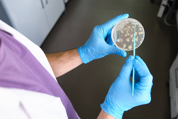 Científico sosteniendo una placa de Petri con colonias bacterianas analizando el crecimiento de microorganismos. Concepto de trabajo de laboratorio. - Foto, imagen