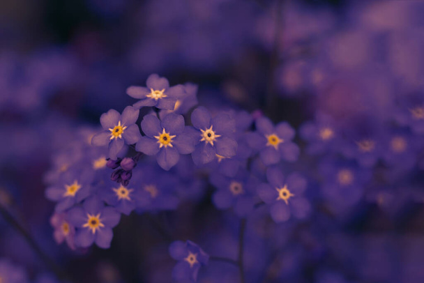 Dark purple toned backdrop with close up view of small forget-me-not. Floral background - Фото, зображення