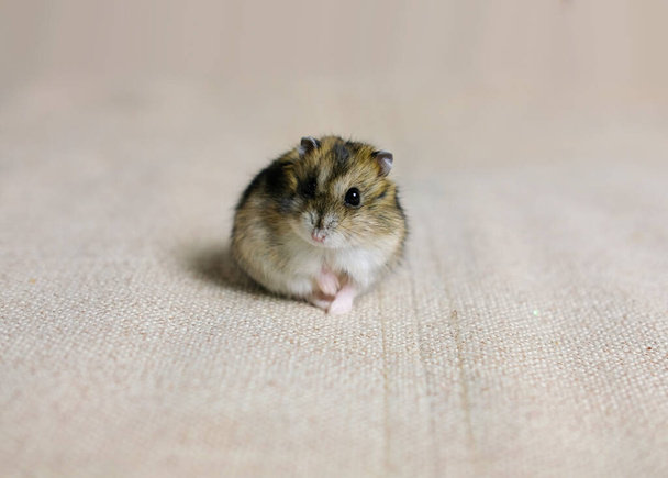 cute fluffy hamster on a beige background photo taken in a photo Studio - 写真・画像