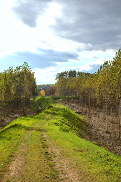 Path in the countryside in autumn bordered by birch tree plantations - Photo, Image