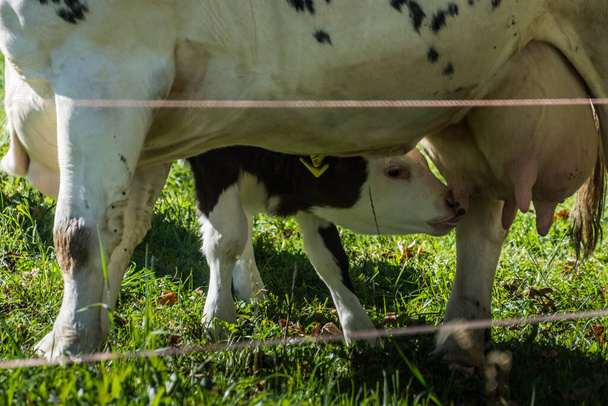 pequeña vaca bebé con la madre bebe en un pasto en la naturaleza - Foto, imagen