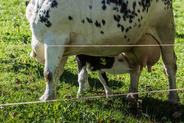 маленька дорога корова під час пиття у своєї матері на природі
 - Фото, зображення