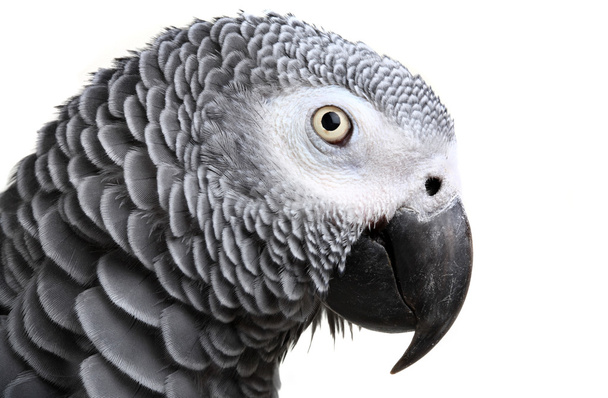 African Grey Parrot - Foto, Bild