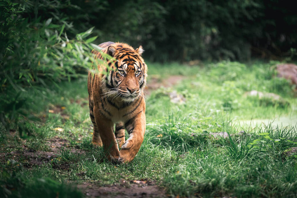 tygr na trávě - Fotografie, Obrázek