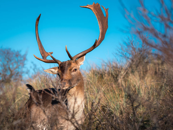 majestic elk in the forest - Foto, imagen