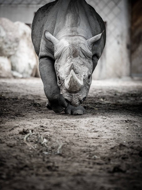 Szary nosorożec zbliżenie zdjęcie - Zdjęcie, obraz