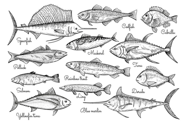 Fische skizzieren Stil Illustration. Handgezeichnete Vektorillustration. Meeresfrüchte. - Vektor, Bild