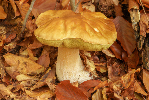 White mushroom in the forest. A mushroom with a brown cap.Boletus. Mushroom. - Photo, Image