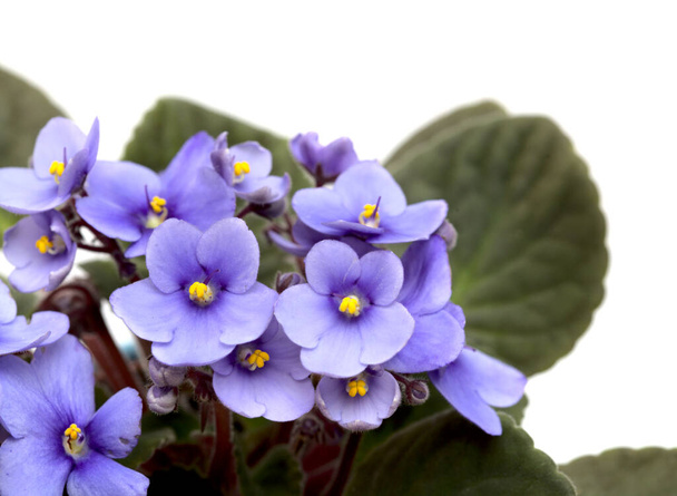 Blue african violet isolated on white background - Foto, imagen