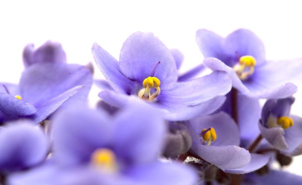 Blue african violet isolated on white background - Фото, изображение