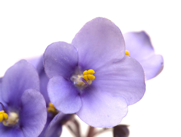 Blue african violet isolated on white background - Фото, зображення