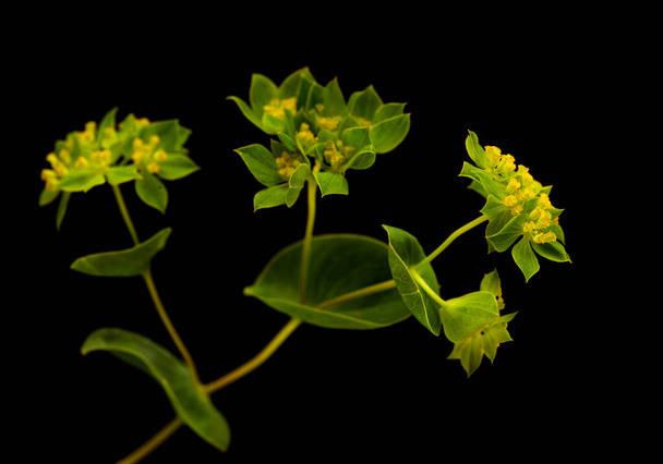 Bupleurum rotundifolium, hare's ear or hound's ear plant branch isolated on black background - Fotó, kép