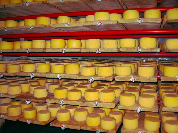 Assorted flavours of cheese wheels maturing on rows of wooden shelves in a cheese factory - Photo, Image