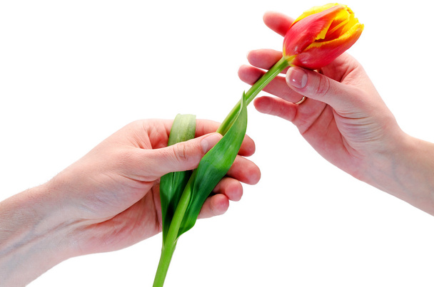 to give a flower - Photo, image