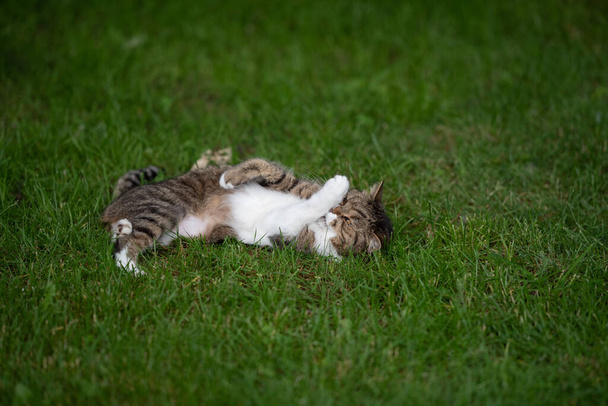 英国の背の高い猫が屋外で草の上を転がり - 写真・画像