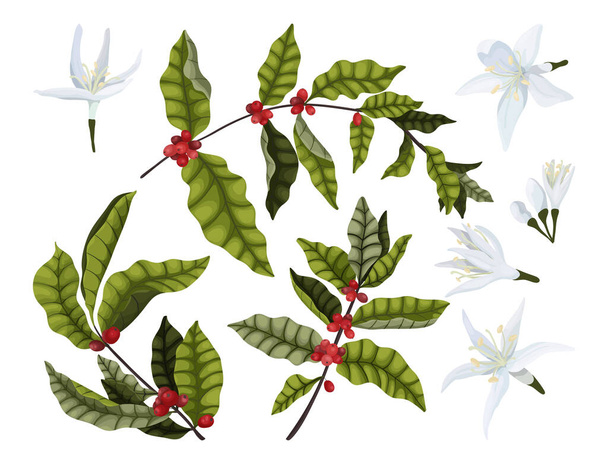 Vector illustration set of coffee branches with red berries and coffee flowers on a white background. Isolate for the design of coffee packaging. - ベクター画像