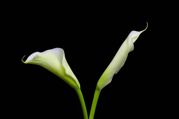 gyönyörű kála virágok fekete háttér - Fotó, kép
