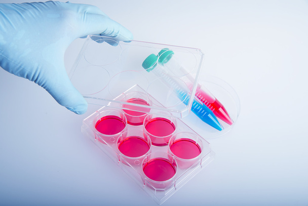 Лабораторні пробірки для вирощування клітин, для вченого, що працює в лабораторії
. - Фото, зображення