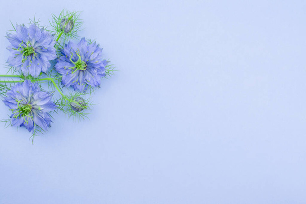 blue cornflower on  bright  background with copy space  - Fotó, kép