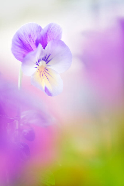 Fioletowy kwiat (Viola sp.). Skupienie selektywne i płytka głębia ostrości. - Zdjęcie, obraz