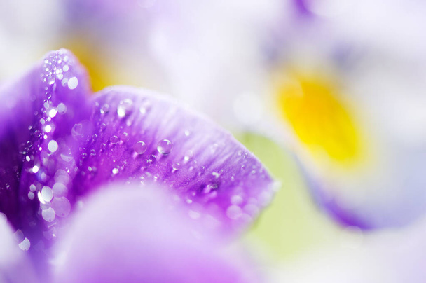 Çiçek yapraklarına yağmur damlası. Seçici odak ve alanın sığ derinliği. - Fotoğraf, Görsel