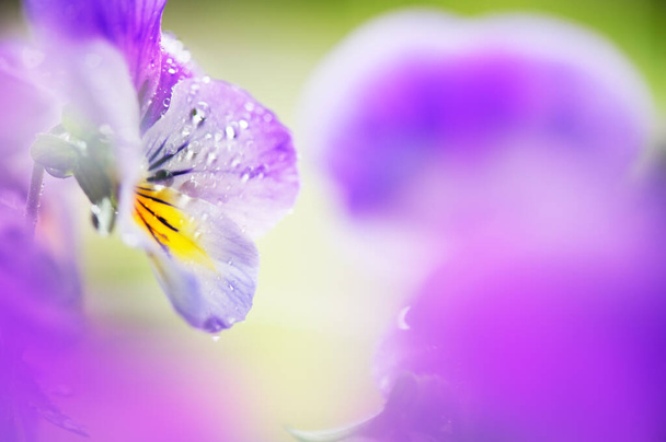 Krople deszczu na kwiatach fioletowych (Viola sp.) płatki. Skupienie selektywne i płytka głębia ostrości. - Zdjęcie, obraz