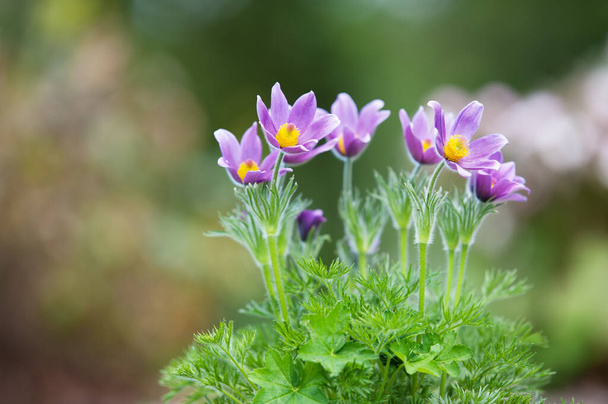 Pasque flower (Pulsatilla vulgaris) na jaře - Fotografie, Obrázek