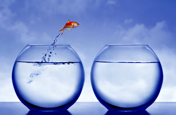 Goldfish jumping out of the water - Photo, Image