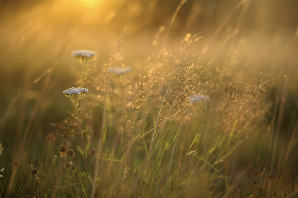 Цветы и травы на лугу - Фото, изображение
