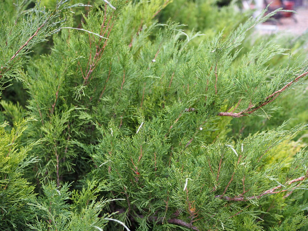 Closeup de belas folhas de Natal verdes de árvores de Thuja em fundo verde. Thuja twig, Thuja occidentalis é uma árvore conífera sempre verde - Foto, Imagem