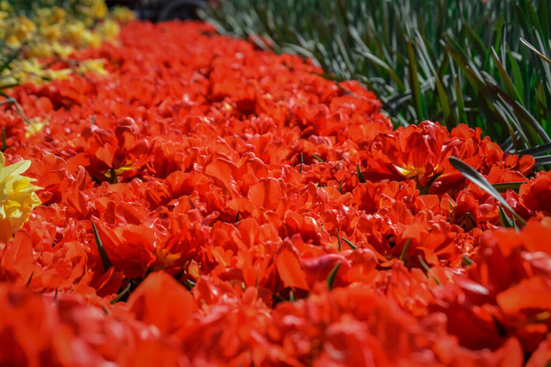 schöne Narzissen und Tulpen wachsen im Park, sonniger Tag - Foto, Bild