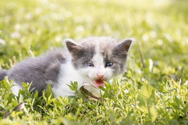 Little cute fluffy gray kitten in green grass on a summer day. Portrait of a kitten in nature. - Zdjęcie, obraz