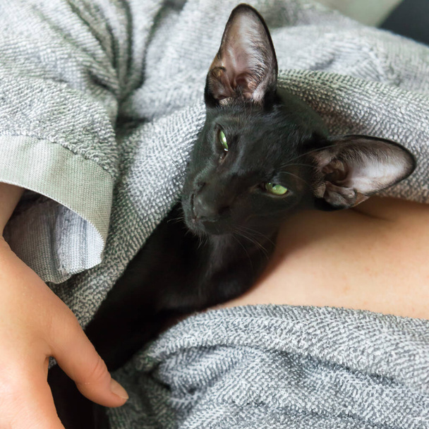 Schwarze orientalische Katze und Frau bleiben während der Quarantäne zu Hause. Gemütliches Wohnkonzept - Foto, Bild
