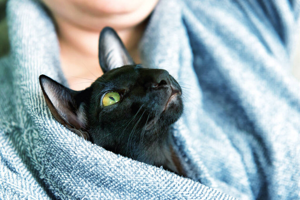 隔離中に家にいる黒い東洋の猫と女性。居心地の良いライフスタイルホームコンセプト - 写真・画像