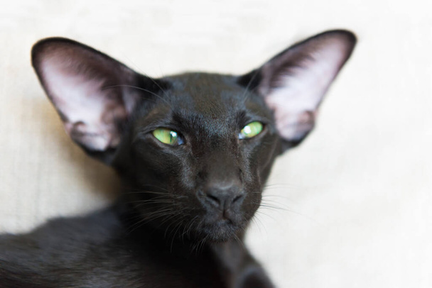 緑の目をした純白の黒東洋の猫 - 写真・画像