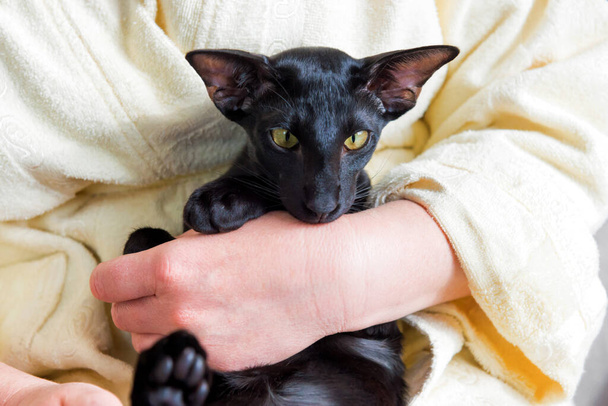 Fekete keleti macska és nő otthon marad a karantén alatt. Hangulatos életmód otthon koncepció - Fotó, kép
