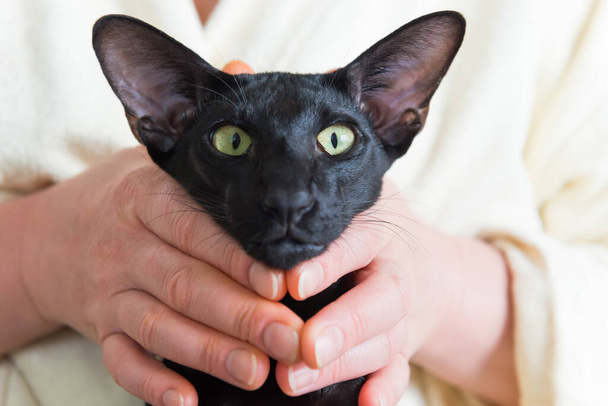 面白い黒東洋の猫の顔とともに緑の目 - 写真・画像