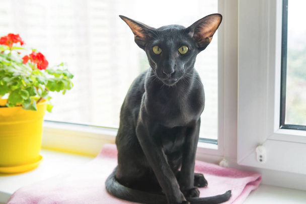 黒い東洋の猫は家の花と窓の上に座っています - 写真・画像