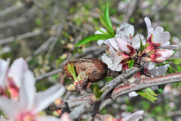 schöner Mandelbaum im Frühling in voller Blüte - Foto, Bild