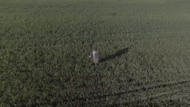 A young man in an Israeli military uniform prays in the middle of a green field. He is wearing tefillin and tallit. The camera moves to the left around him - Footage, Video