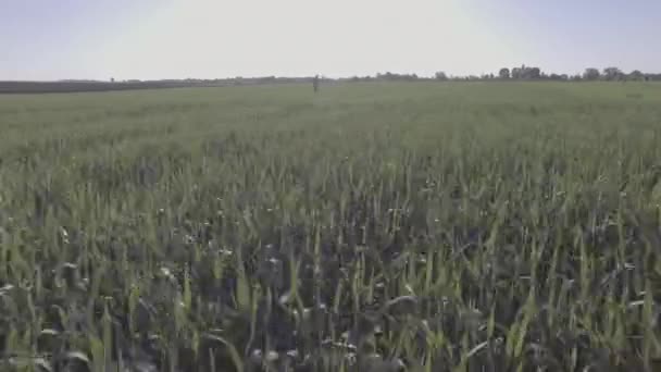 Kilátás hátulról. A kamera egy imádkozó emberhez megy, aki egy zöld mező közepén áll. Tefillint és tallit van rajta. A kamera balra mozog körülötte. - Felvétel, videó