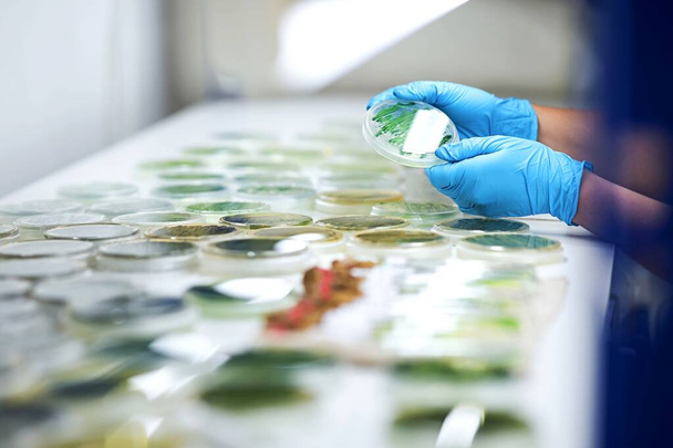 Laboratoriummedewerker in biologisch laboratorium, close-up van handen en petrischalen - Foto, afbeelding