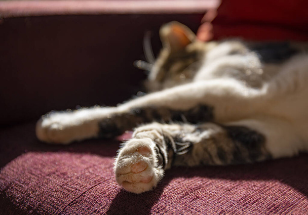 A shallow depth of field image of a domestic gray and white colored cat, sleeping on a crimson colored couch in the sunlight. - Photo, Image