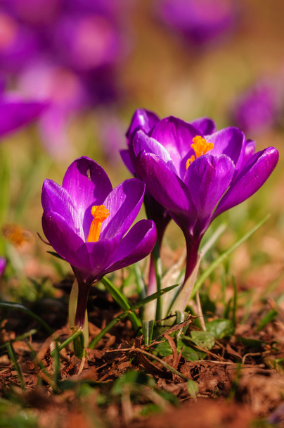 Crocus violeta - flor de primavera
 - Foto, Imagem