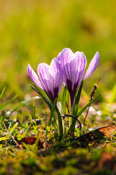 witte crocus - voorjaar bloem - Foto, afbeelding